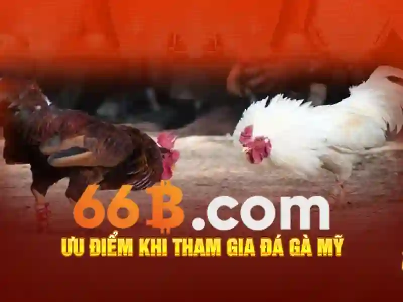  liên hệ 66B - 66B