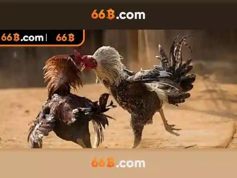 khuyến mãi 66b - 66B