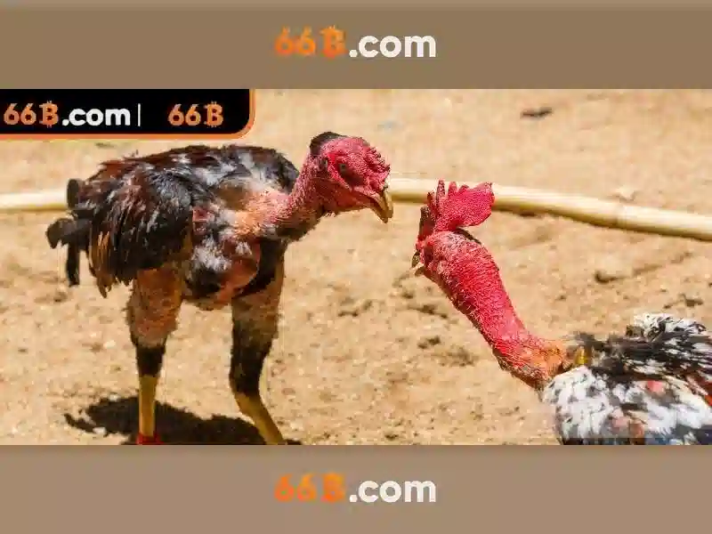 hỗ trợ 24/7 - 66B
