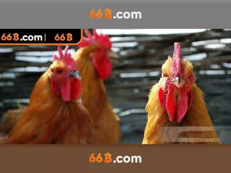 66b cập nhật - 66B